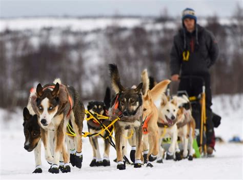 Alaskan Wins Iditarod Sled Dog Race Cbc News