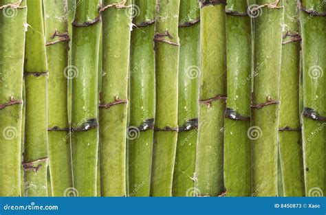 Bamboo Texture Stock Image Image Of Garden Japan Vegetable 8450873