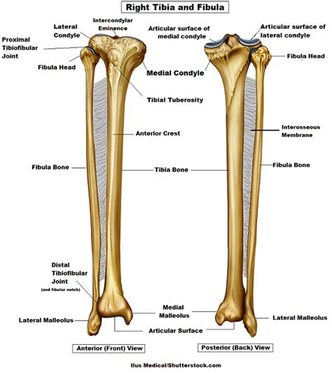 Anatomy Femur Patella Tibia Fibula Foot Bones And Bone Markings