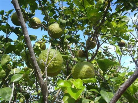 Naranja Agria El Fruto Ideal En La Península De Yucatán Poresto