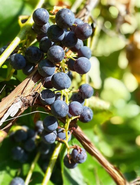 Grape Vine Stock Image Image Of Summer Ripen Season 145031781