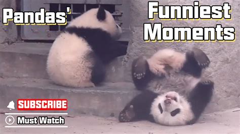 Pandas Funniest Moments Pandas Are Born With Some Funny Genes