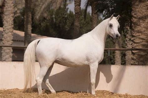 Beauty and passion of arab women captivated and excited the imagination of western men and the envy and admiration of western women. 120 Arabian Horse Names | Horse names, Horses, Arabian horse