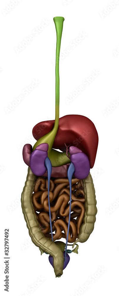 Female Abdominal Organs Posterior View Stock Photo Adobe Stock