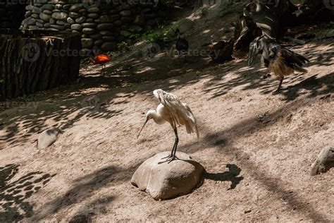 White Bird With Long Beak Spreads Its Wings 21729131 Stock Photo At