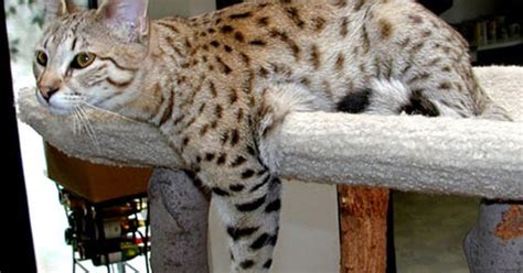 The savannah cat is the largest of the cat breeds. Savannah Cat F1 F2 F3 Difference