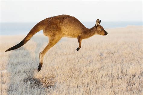 Hopping Kangaroo By Stocksy Contributor Cameron Zegers Stocksy