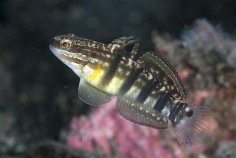 Shrimp Goby Fish Profiles And Characteristics
