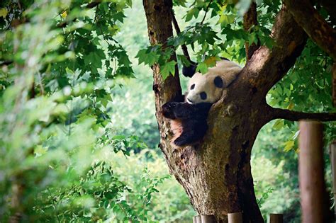 Giant Panda In Natural Habitat