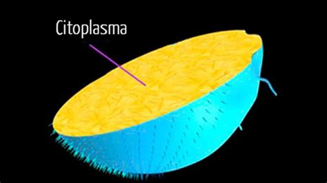 Citoplasma Celula Animal Y Vegetal