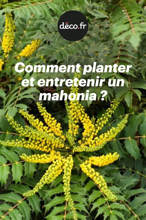 Comment Planter Et Entretenir Un Mahonia Comment Planter Arbustes