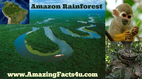 Amazon Rainforest Amazing Facts 4 U