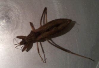 We did not find results for: Assassin Bug bites boy in Australia - What's That Bug?