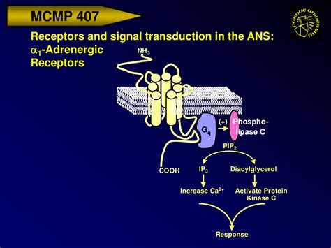PPT Receptors And Signal Transduction In The ANS PowerPoint