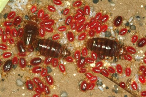 Biggest Bed Bug Ever Pest Phobia