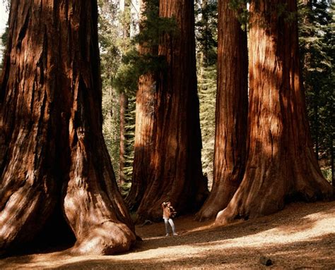 Cedar Vs Redwood For Fencing Hunker