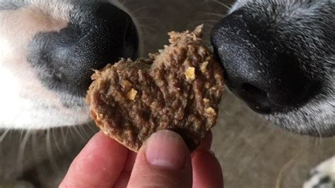Researchers are still exploring what diet is best for dogs with diabetes. 40 super-easy homemade dog treat recipes using just 5 ingredients or less | Diabetic dog treat ...