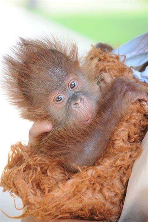 Photos Worlds Cutest Baby Wild Animals Live Science