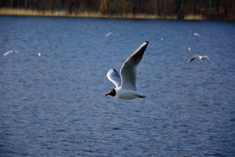 Free Images Sea Nature Wing Lake Pen Seabird Seagull Gull