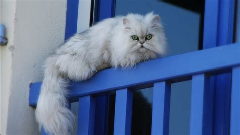 White Cat Is Lying Down On Blue Fence Hd Cat Wallpapers Hd Wallpapers