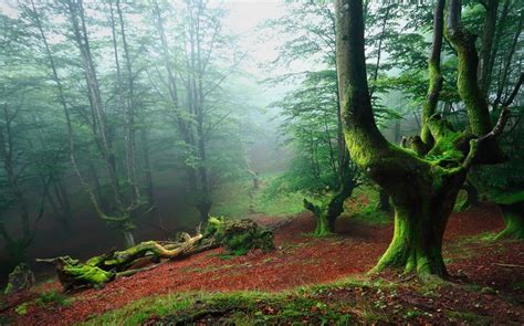 4547859 Trees Forest Mist Nature Rare Gallery Hd Wallpapers