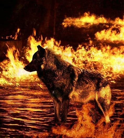 Wizardess Heart Fiction Fire Wolves