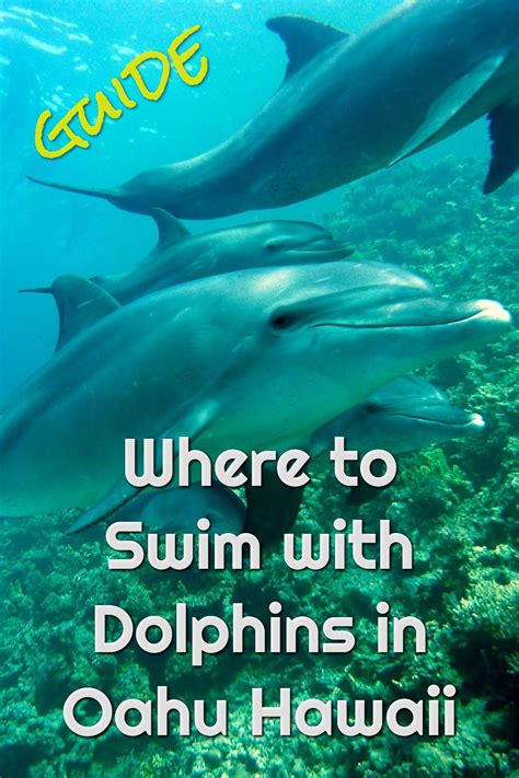 Where To Swim With Dolphins In Oahu I Break Down All You Need To Know