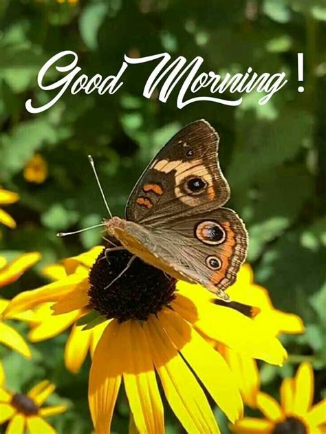 Good Morning Images Beautiful Butterflies Butterfly Pictures