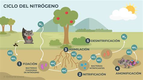 Ciclo del Nitrógeno Concepto importancia y etapas