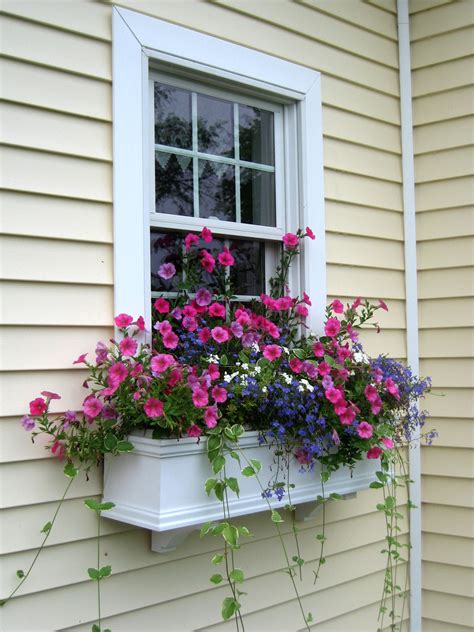 What Is The Best Flower For Window Boxes 15 Beautiful Plants For