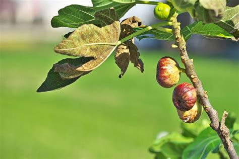 Como Plantar E Cultivar Um P De Figo Aprenda O Passo A Passo