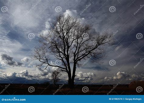 Tree Without Leaves In Autumn Field Stock Photo Image Of Outline