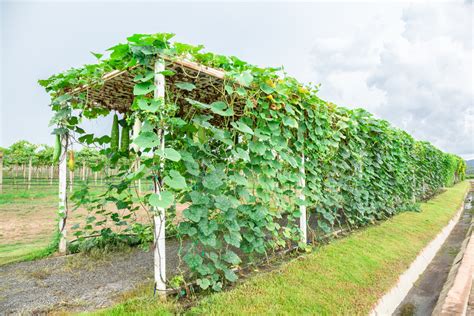 How To Trellis And Grow Squash Vertically For Higher Yields In Less Space