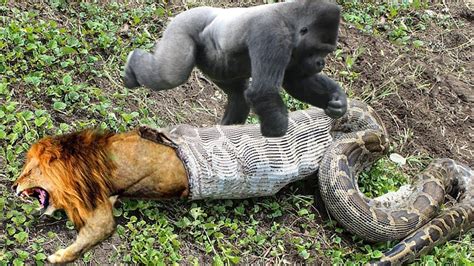Lion Mistakes When Challenged Python Gorilla Save Deer From Anaconda