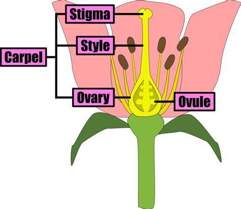 Female Reproductive System Flower