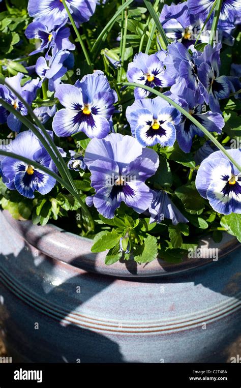 Purple Pansies In A Container Stock Photo Alamy