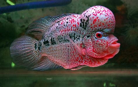 5 jenis ikan air tawar dan air laut, serta contoh produk olahannyadeskripsi lengkap. 51 Jenis Ikan Hias Air Tawar Aquarium Terindah dan ...