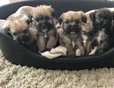 Maybe you would like to learn more about one of these? Border Terrier Puppies For Sale | Austin, TX #226881