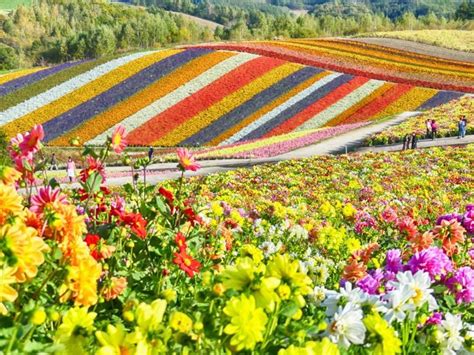 Beautiful roses in shades of red, pink, and lavender are. Hokkaido, Japan where they grow fields of flowers in rows ...