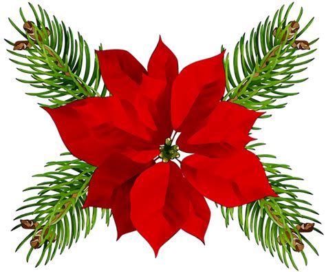 Poinsettia Christmas Day Christmas Ornament Portable Network Graphics Christmas Eve Png