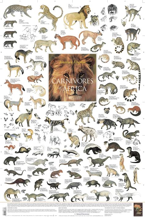 Carnivores Of Africa Korck Posters