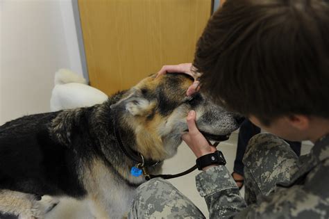 However, a vet hospital isn't. Veterinary Services: Not Just Pet Care | They care for our ...