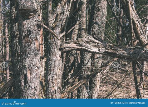 Dry Broken Tree Branches On The Ground Vintage Retro Look Stock Photo