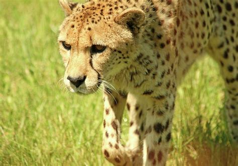 Cheetah The Fastest Land Animal Photograph By Debbie Oppermann Fine