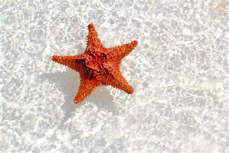 Starfish Images