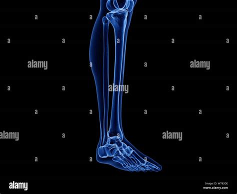 Lower Leg Bones Hi Res Stock Photography And Images Alamy