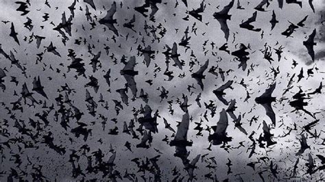 Bat Animal Wallpapers Wallpaper Cave