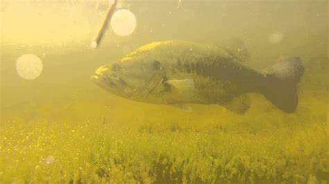 Underwater Footage Of Largemouth Bass Guarding Its Spawning Bed Youtube