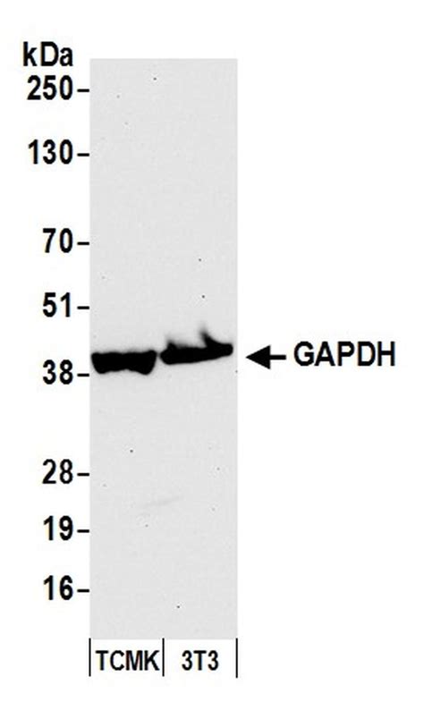 Gapdh Antibody A300 643a