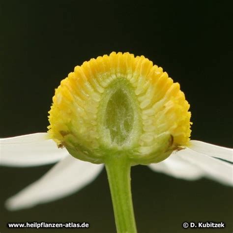 Echte Kamille Matricaria Recutita Heilpflanzen Atlas